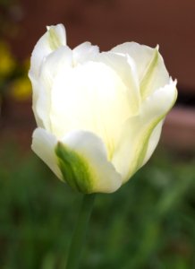 Tulipa 'Spring Green' 2015 03