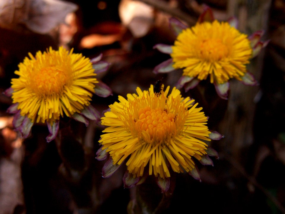 Tussilage farfara, 2015-04-05, Mount Lebanon, 04