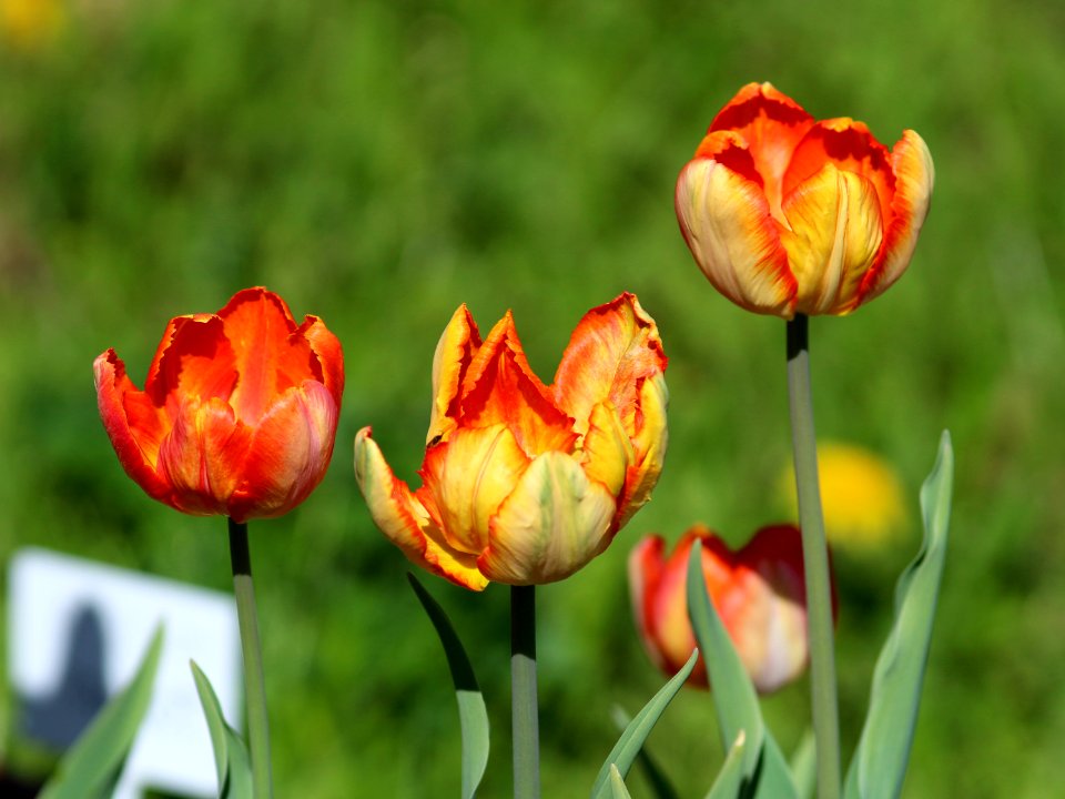 Tulipa 'Parrot King' 2016 01