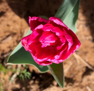 Tulipa 'Queen of Marvel' 2015 06