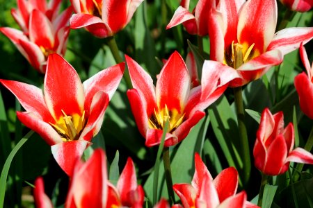 Tulipa 'Pinocchio' 2016 01