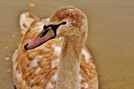Pride bird waterfowl