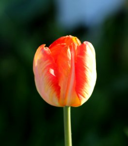 Tulipa 'Parrot King' 2016 11
