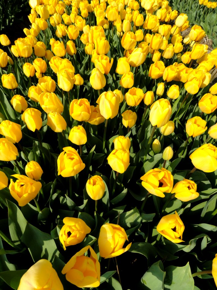 Tulpevelden in Nederland in 2014, foto 1