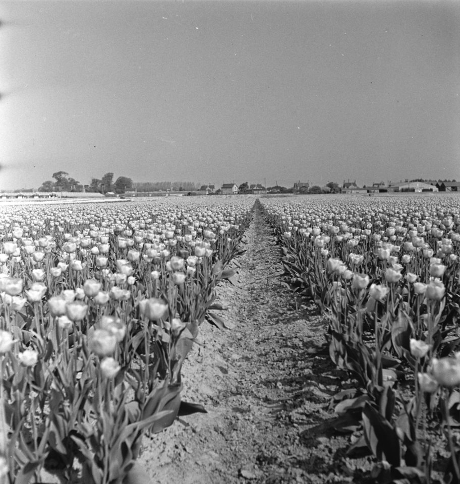 Tulpenvelden in Spalding (Lincolnshire), Bestanddeelnr 935-2542
