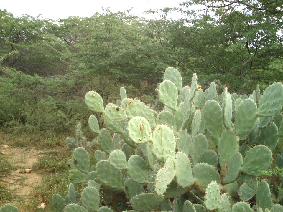 Tunas en Margarita