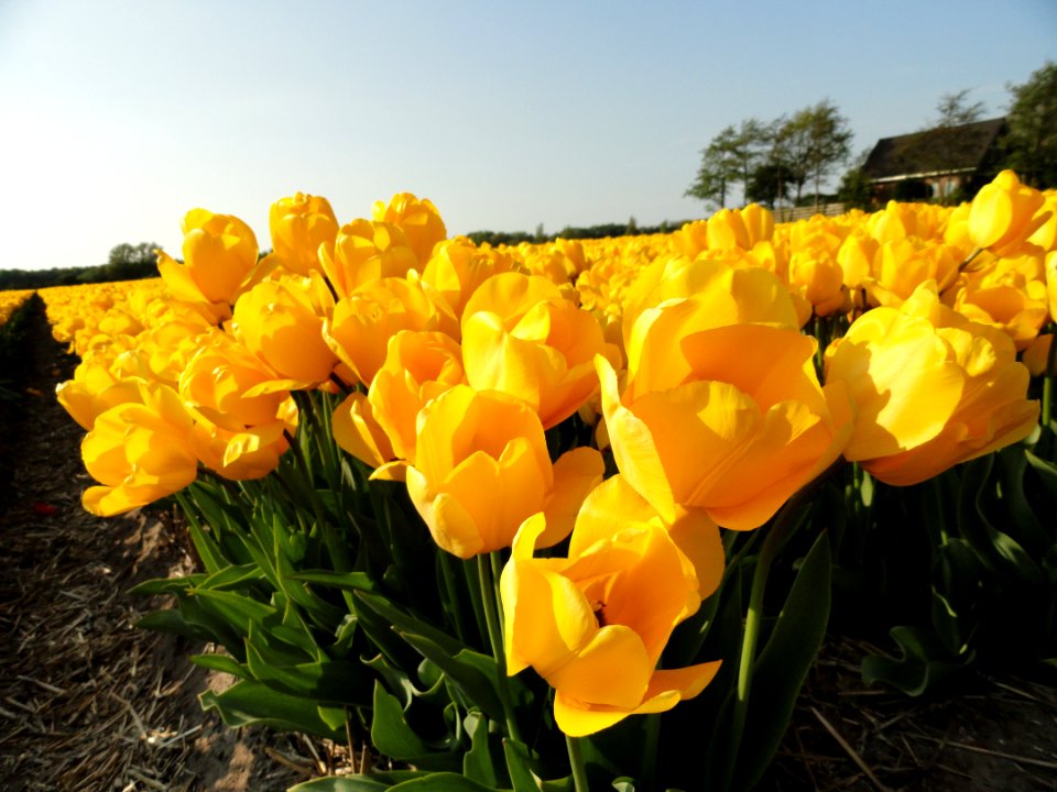 Tulpevelden in Nederland in 2014, foto38