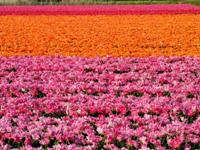 Tulpevelden in Nederland in 2014, foto45 photo