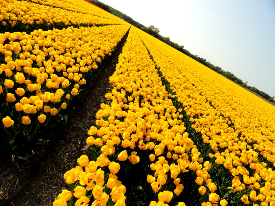 Tulpevelden in Nederland in 2014, foto40