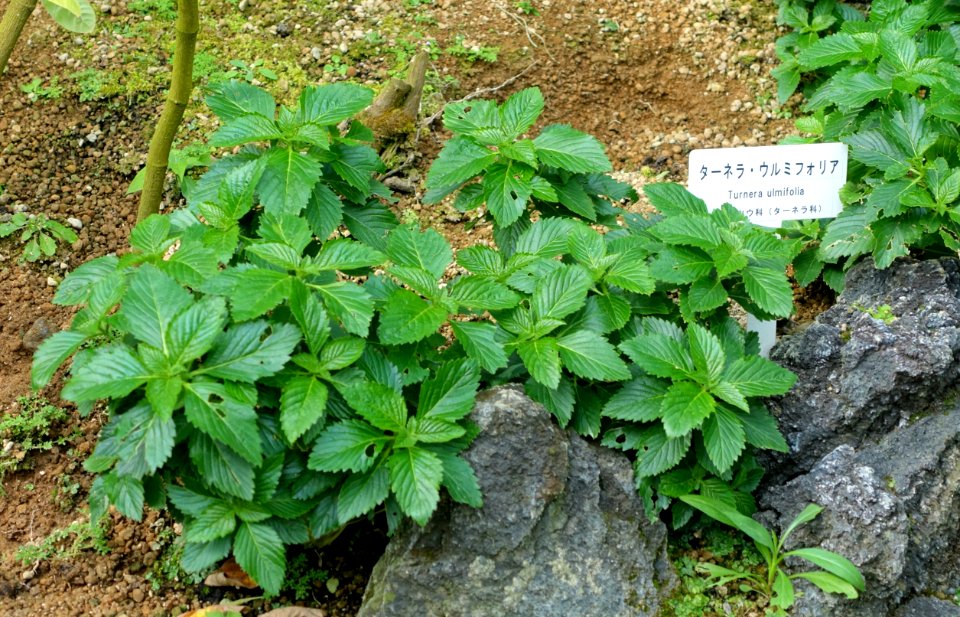 Turnera ulmifolia - Shinjuku Gyo-en Greenhouse - Tokyo, Japan - DSC05782