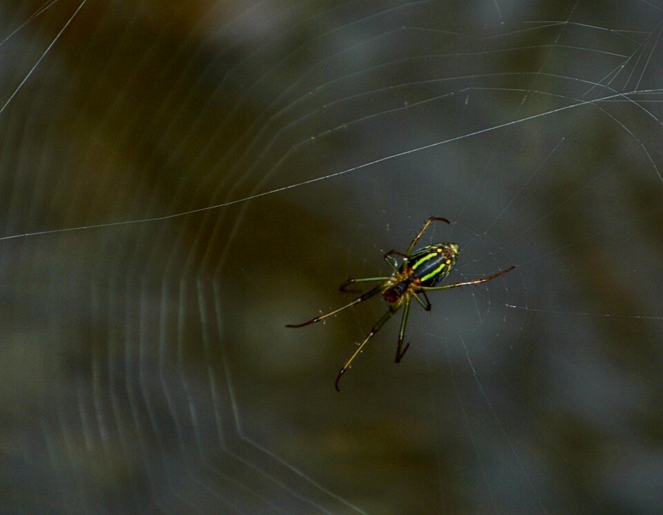 Spider web nature
