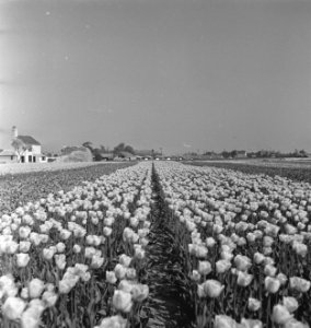 Tulpenvelden in Spalding (Lincolnshire), Bestanddeelnr 935-2541
