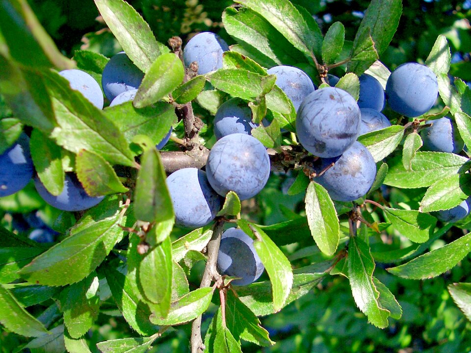 Schlehendorn steinobstgewaechs heckendorn