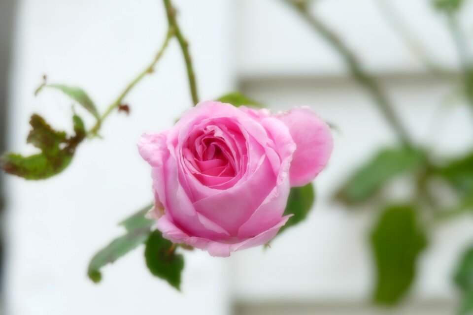 Flower blossom bloom