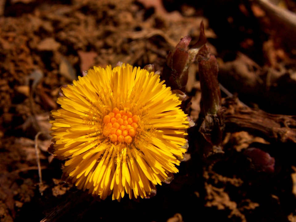 Tussilage farfara, 2015-04-05, Mount Lebanon, 06