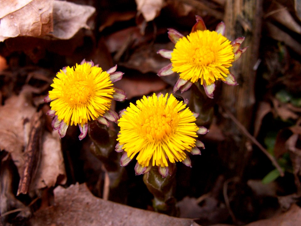 Tussilage farfara, 2015-04-05, Mount Lebanon, 02