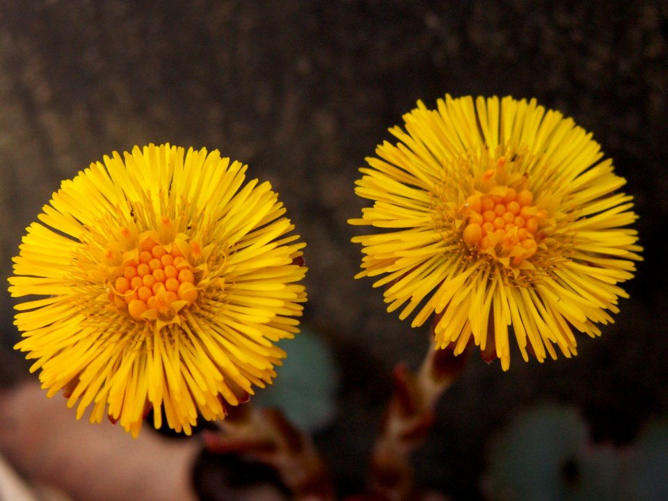 Tussilage farfara, 2015-04-05, Mount Lebanon, 03