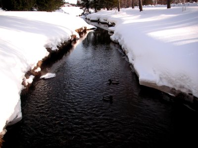 Tvärån, Umeå