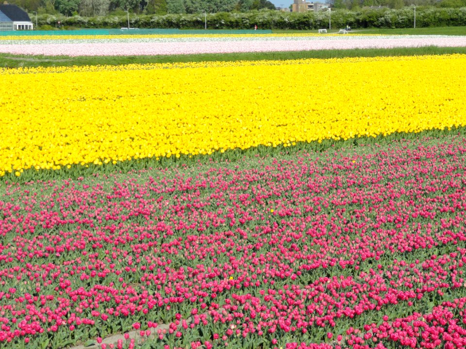 Tulpevelden in Nederland in 2014, foto24