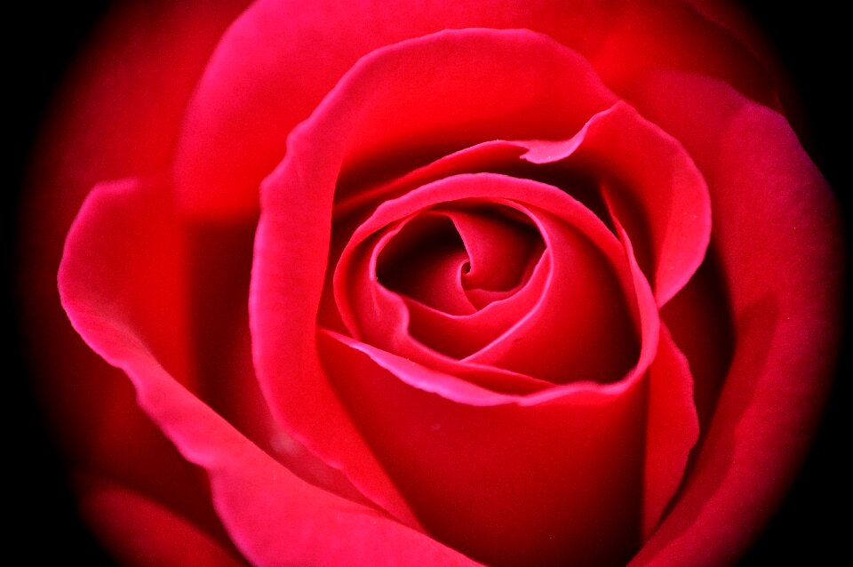 Bloom flower nature