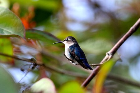 Hummingbird zunzuncito endemic photo