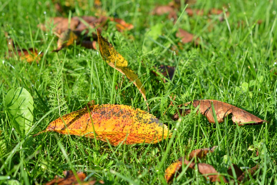 Yellow leaves autumn gold falling leaves