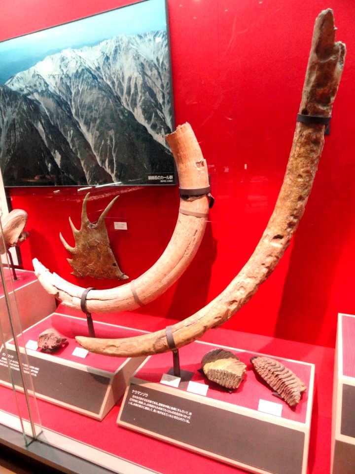 Tusks of Mammuthus primigenius and Palaeoloxodon naumanni - Osaka Museum of Natural History - DSC07811