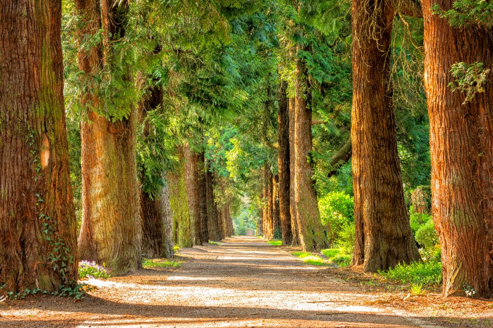 Walk green nature