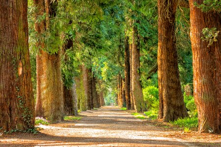 Walk green nature photo