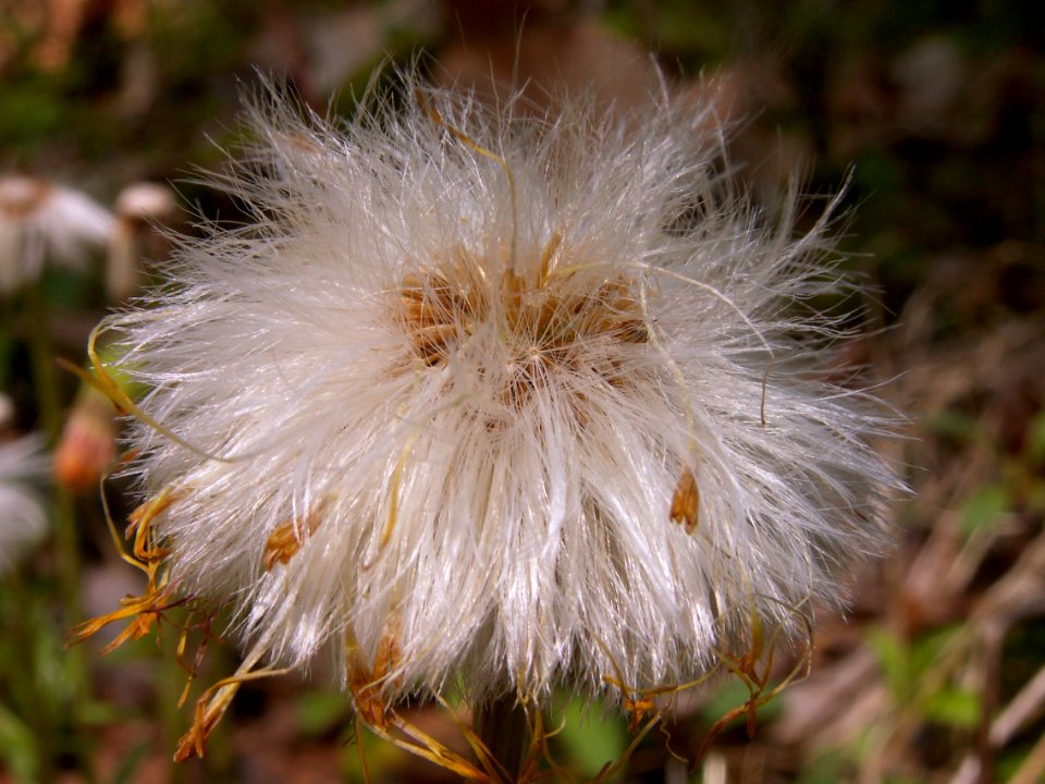 Tussilago farfara, seed heads, 2021-04-18, 02