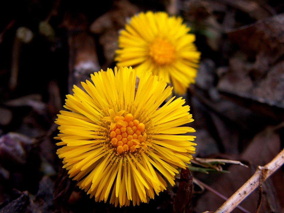 Tussilage farfara, 2015-04-05, Mount Lebanon, 05