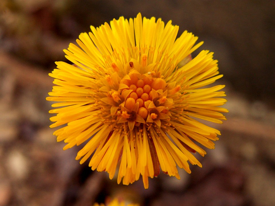 Tussilage farfara, 2015-04-05, Mount Lebanon, 01