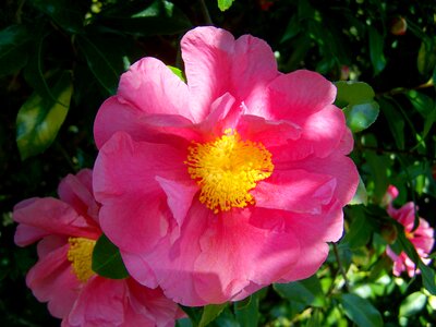 Camellia pink flower shrub photo