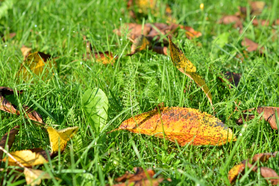 Yellow leaves autumn gold falling leaves