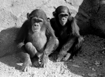 Twee apen in de dierentuin, Bestanddeelnr 254-5684