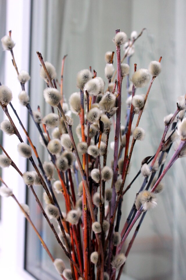 Verba spring willow blooms
