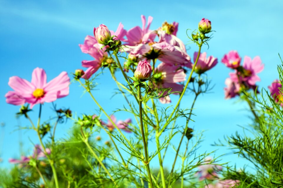 Blossom bloom bloom
