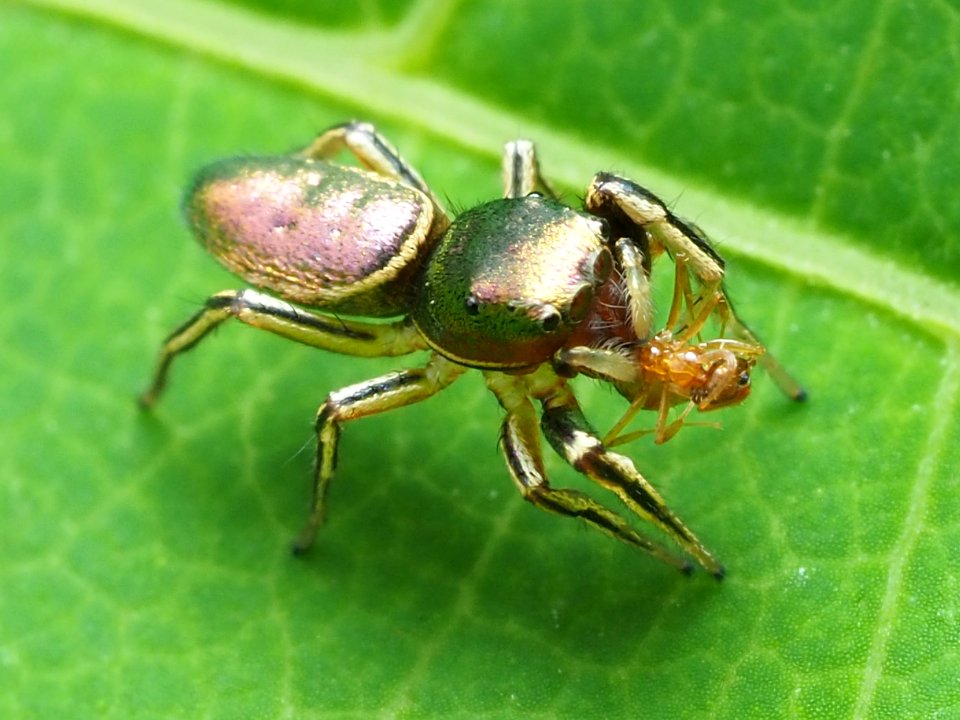 Tutelina elegans 80406866
