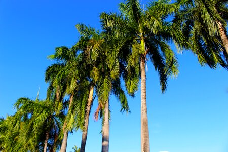 Coconut tropical tree photo