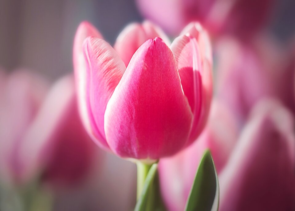 Bloom pink and white beautiful