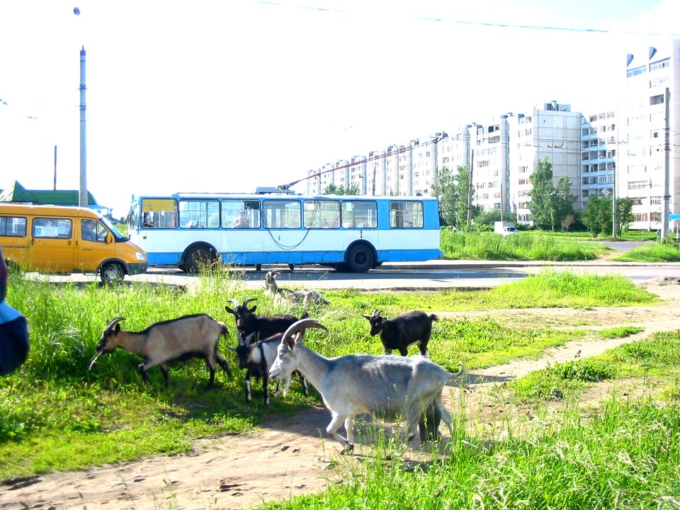 Tver trolleybus 001 20050626 145