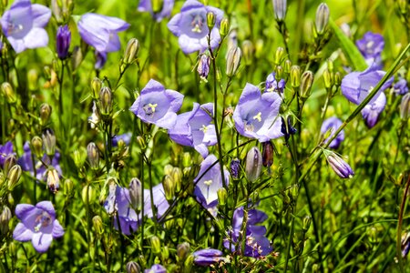Purple petite bellflower alpine plant photo