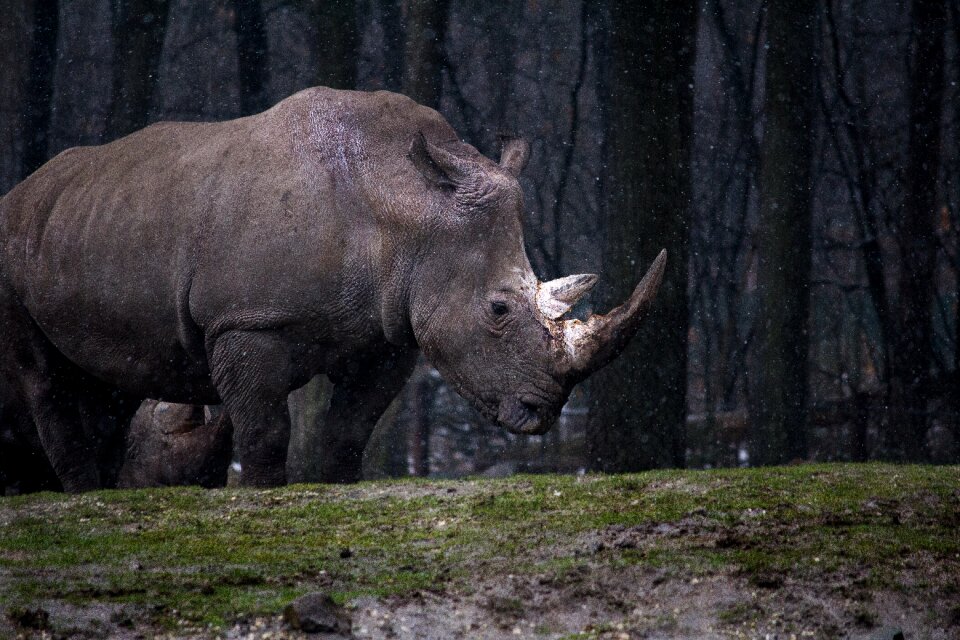 Rhino rhinoceros wild animal