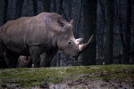 Rhino rhinoceros wild animal