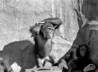 Twee apen in de dierentuin, Bestanddeelnr 254-5686
