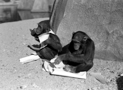 Twee apen in de dierentuin, Bestanddeelnr 254-5689