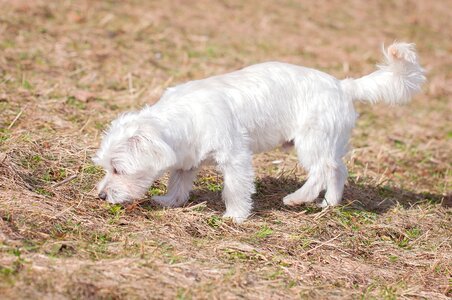 Maltese small small dog photo