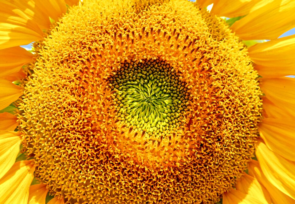 Bloom yellow yellow flower