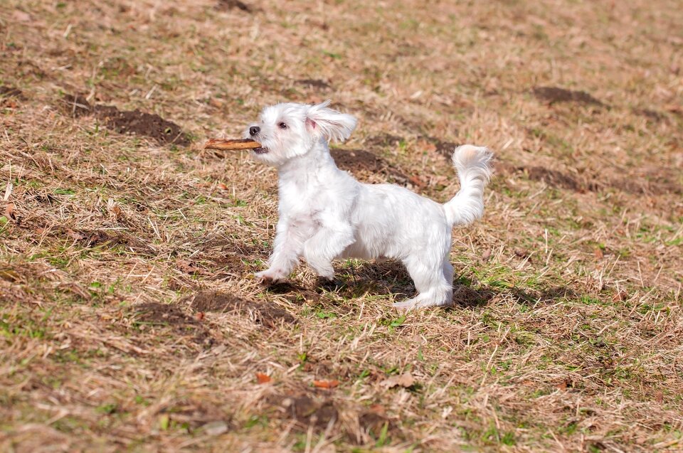 White small dog small