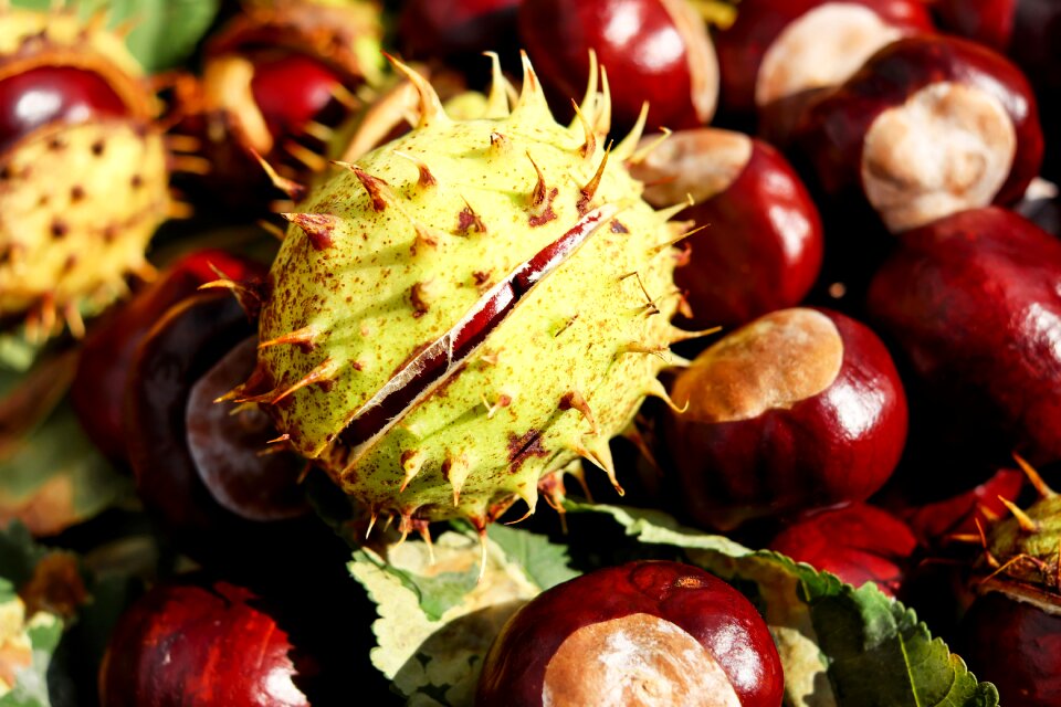 Red buckeye spur autumn